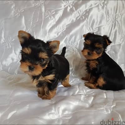 Yorkshire Terrier puppies// Whatsapp +971502618837