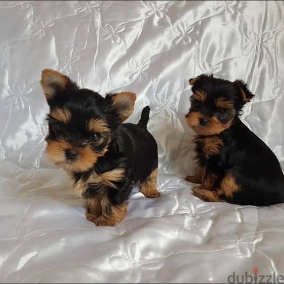 Yorkshire Terrier puppies// Whatsapp +971502618837 0