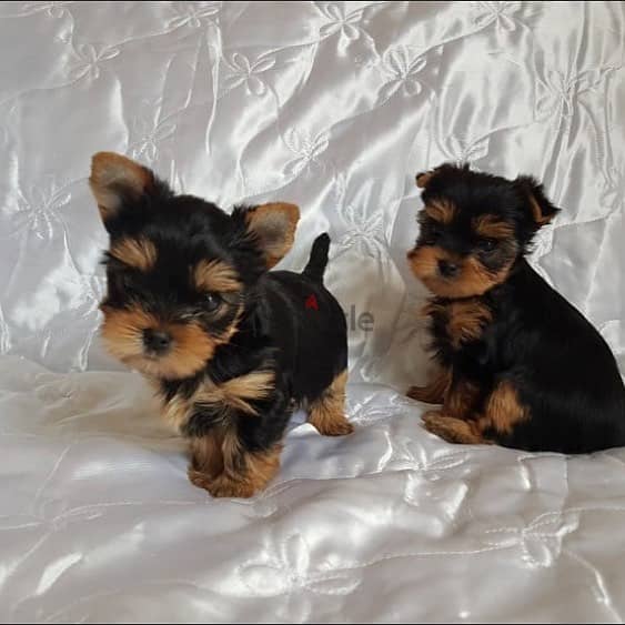 Yorkshire Terrier puppies// Whatsapp +971502618837 1