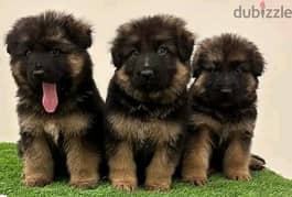 German Shepherd// whatsapp +971552543679