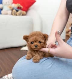 Mini PooDle puppy for sale . WhatsApp +1 (484)718‑9164‬