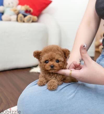 Mini PooDle puppy for sale . WhatsApp +1 (484)718‑9164‬