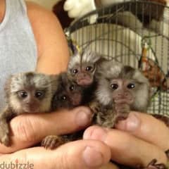 Male And Female Baby Marmoset Monkeys