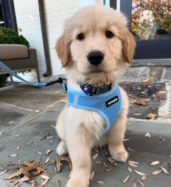 Golden Retriever for sale 1