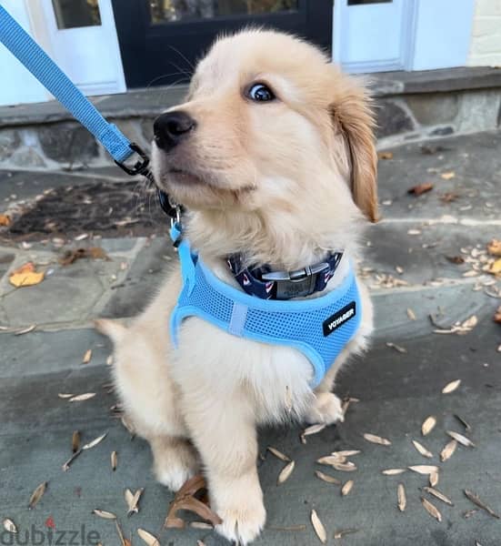 Golden Retriever for sale 1