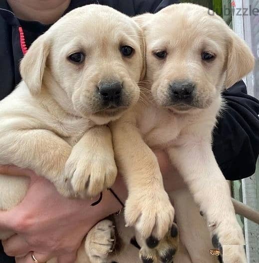 Whatsapp Me (+972 55507 4990) Labrador Puppies 1