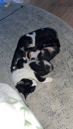 mother and babies for adoption