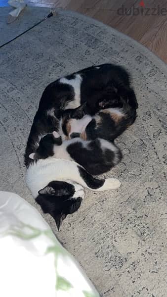 mother and babies for adoption 0