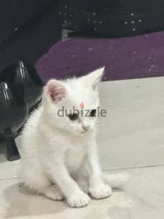 1 White kitten and a grayish black white kitten Available for FREE 0