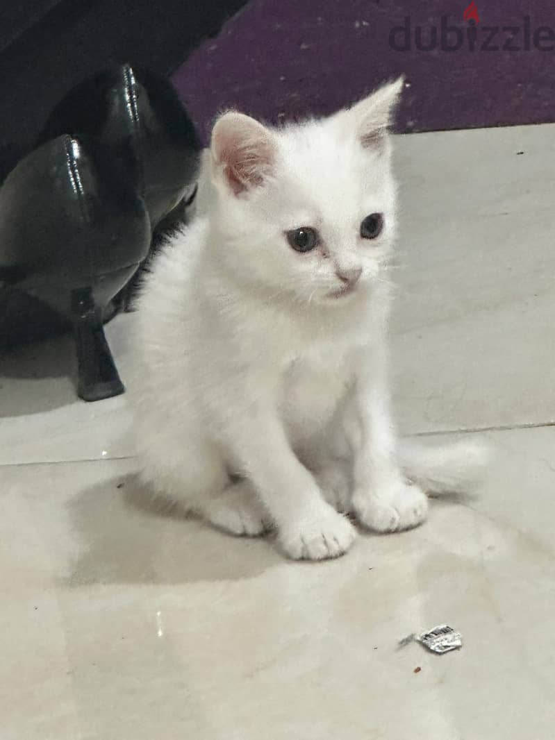 1 White kitten and a grayish black white kitten Available for FREE 1