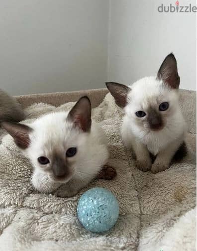 Whatsapp Me (+966 58392 1348) Siamese Cats 0