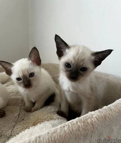 Whatsapp Me (+966 58392 1348) Siamese Cats 0