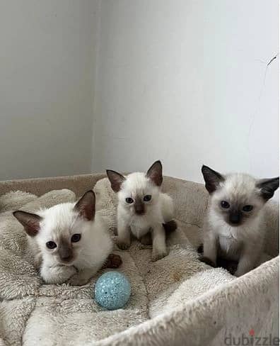 Whatsapp Me (+966 58392 1348) Siamese Cats 1