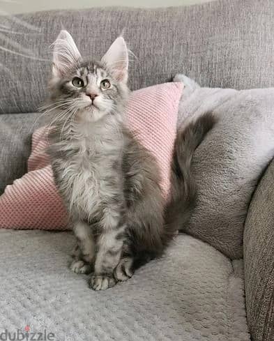 Whatsapp Me (+972 55507 4990) Maine Coon Cats 1