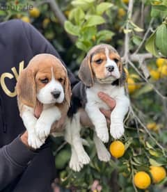 Whatsapp Me (+966 58392 1348) Beagle Puppies