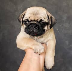 Male Pug for sale 0