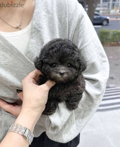 Black PooDle puppy for sale