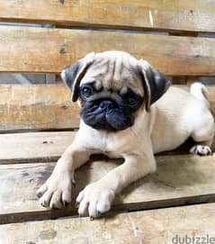 Male Pug for sale. . WHATSAPP ME  +1(484)718‑9164‬ 0