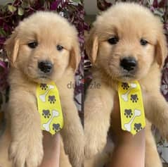 Male Golden retriever