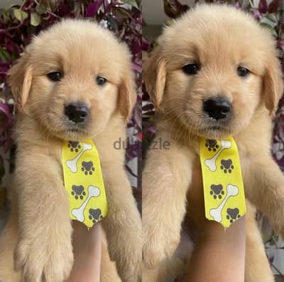 Male Golden retriever