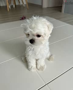 MalTese puppy for sale