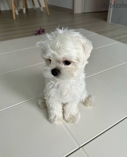 MalTese puppy for sale 0