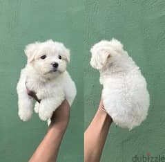 MalTese puppy for sale. . WHATSAPP ME  +1(484)718‑9164‬ 0