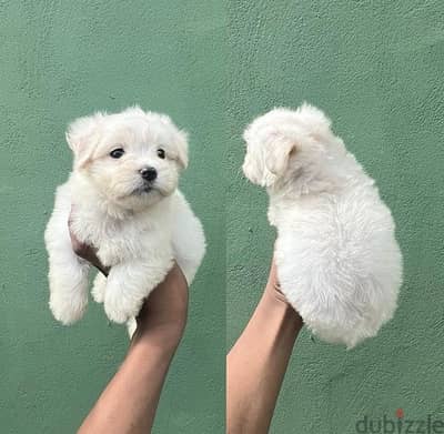 MalTese puppy for sale. . WHATSAPP ME  +1(484)718‑9164‬