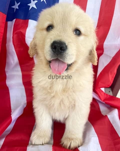 Golden Retriever for sale 0