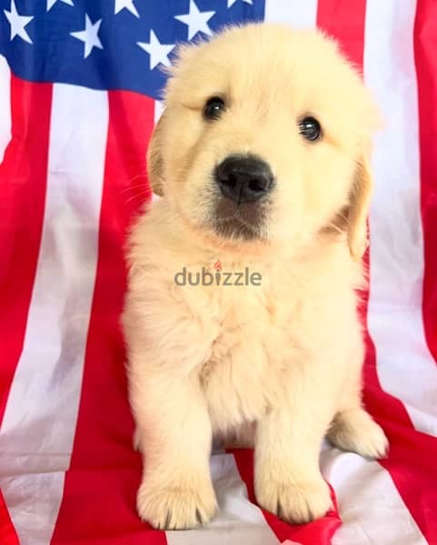 Golden Retriever for sale 1