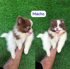 Male PoMeranian pup for sale 0