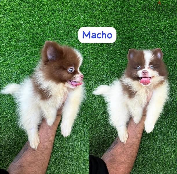 Male PoMeranian pup for sale 0