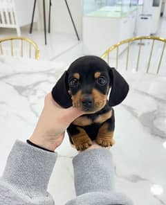 Mini Dashchung puppy for sale 0