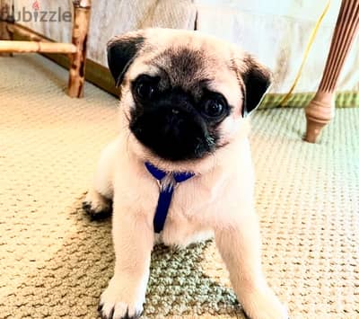 Female Pug for sale