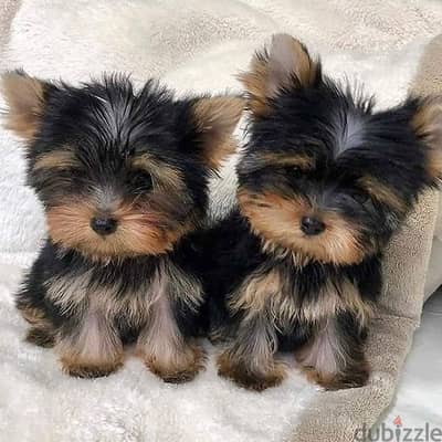 Yorkshire Terrier puppies// whatsapp +971552543679