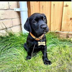 Labrador puppies// Whatsapp +971502618837