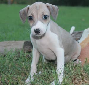 Whatsapp Me (+966 58899 3320) I-Greyhound Puppies 1