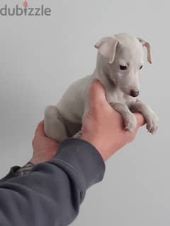 Whatsapp Me (+966 58899 3320) Italian Grey-hound Puppies 0