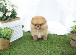 Trained PoMeranian for sale 0