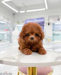 Mini Male PooDle for sale 0