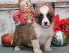 Whatsapp Me +966583921348 Welsh Corgi Puppies 0