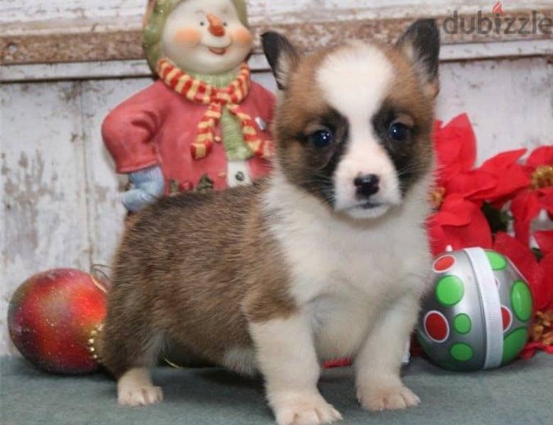 Whatsapp Me +966583921348 Welsh Corgi Puppies 0