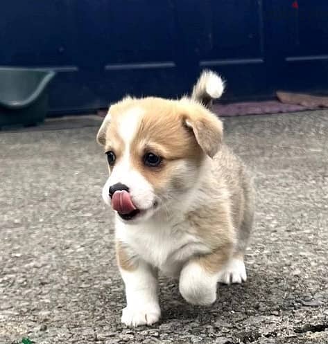 Whatsapp Me +966583921348 Welsh Corgi Puppies 1