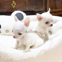 Chihuahua Puppies// Whatsapp +971502618837