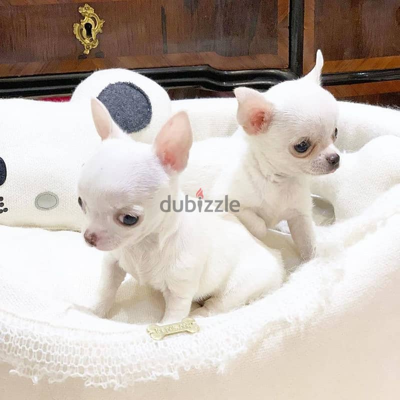 Chihuahua Puppies// Whatsapp +971502618837 0