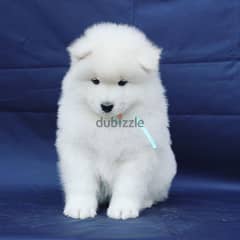 Samoyed Puppies// Whatsapp +971502618837