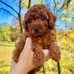 Cute two toy poodle puppies WhatsApp +4917629216066 0