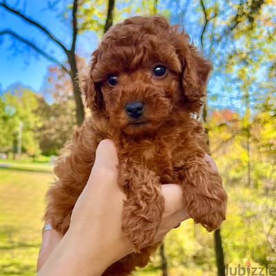 Cute two toy poodle puppies WhatsApp +4917629216066