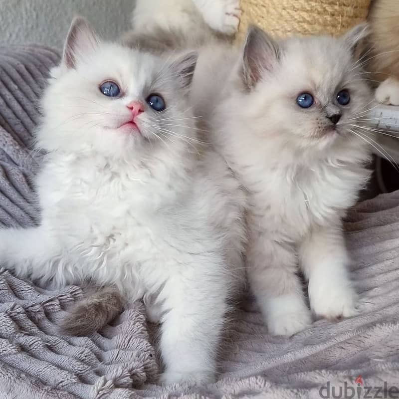 Whatsapp Me (+966 58899 3320) Ragdoll Cats 1