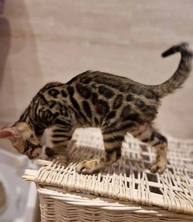 Whatsapp Me +972555074990 Bengal Cats